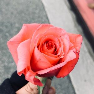 Meet your Posher, Evelyn